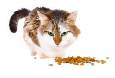 Kedi yemek.