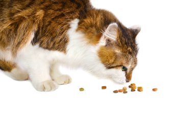 Kedi yemek.