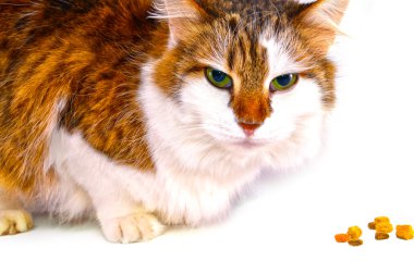 Kedi yemek.
