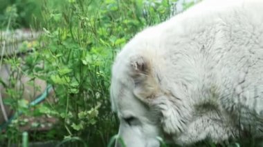 A white dog alabai lies down in green grass. Portrait plan, summer day.