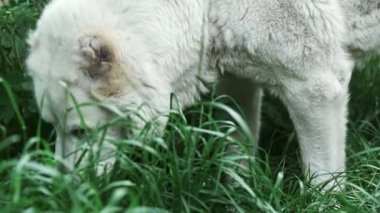 White dog alabai eats something in green grass, then raises its head, looks around, looks at camera, yawns and turns away. Portrait plan, summer day.