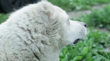 White dog Alabai turns its head into camera, licks its lips and mosquito sitdown on its nose, close-up against background of blurry grass.