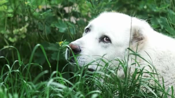 White Dog Alabai Lies Green Grass Looks Attentively Camera Portrait — Video