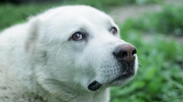 White Dog Alabai Stares Intently Camera Breathing Inflates His Cheeks — Video