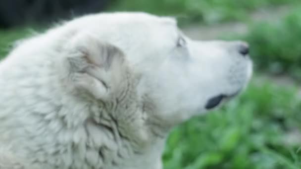 White Dog Alabai Turns His Head Camera Looking Camera Turns — Stok video