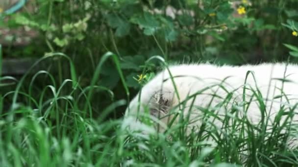 White Dog Alabai Lies Green Grass Periodically Looks Camera Portrait — Video