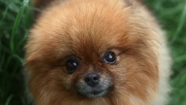 Portrait Fluffy Red Dog Spitz Breed Looks Camera Wagging His — 图库视频影像