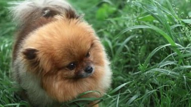 Fluffy red dog of Spitz breed stands among green grass and looks interestedly to side, studying something, then looks into camera close-up.