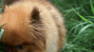 Fluffy red dog of Spitz breed sniffs green grass and periodically looks into camera close-up.