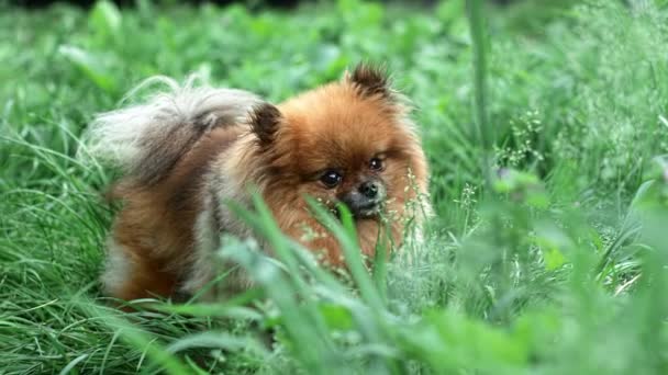Fluffy Red Dog Spitz Breed Stands Green Grass Looks Interest — 图库视频影像