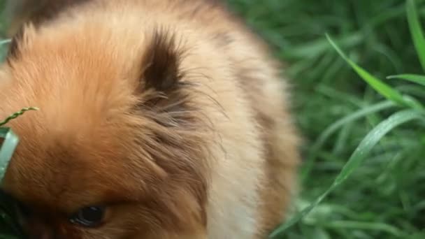 Fluffy Red Dog Spitz Breed Sniffs Green Grass Periodically Looks — Vídeos de Stock