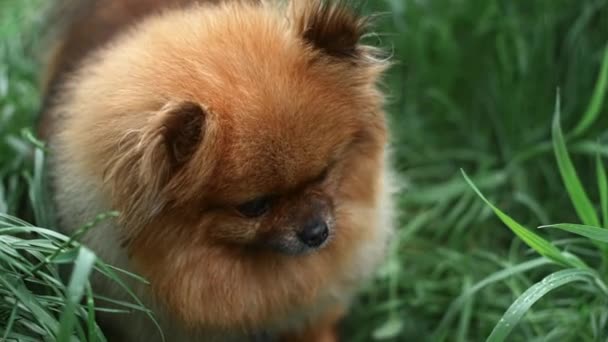 Fluffy Red Dog Spitz Breed Stands Green Grass Looks Camera — Αρχείο Βίντεο