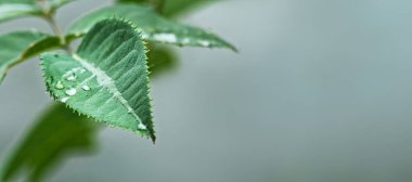 Yeşillik yaprakların yakın çekim yaprağı ve su damlaları telif alanı olan afiş için katı arkaplan üzerine düşer.