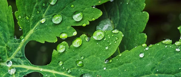 Primer Plano Hoja Verde Con Gotas Agua Cae Sobre Fondo — Foto de Stock