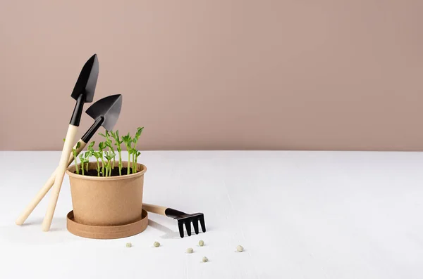 Young sprout of peas potted in container with gardening tools, seeds on white wood table, beige wall. Earth day background.