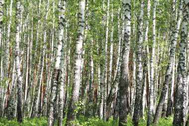Birchwood yaz, güneşli bir günde.