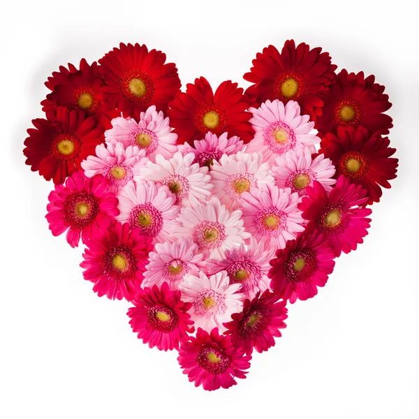 Beyaz gerbera kalp
