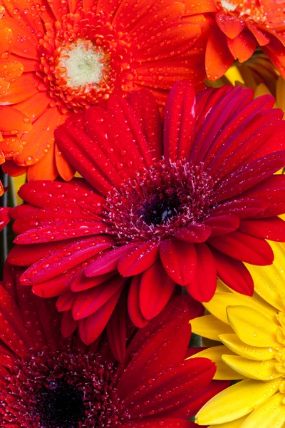 Gerbera-Blüten hautnah mit Wassertropfen lizenzfreie Stockfotos