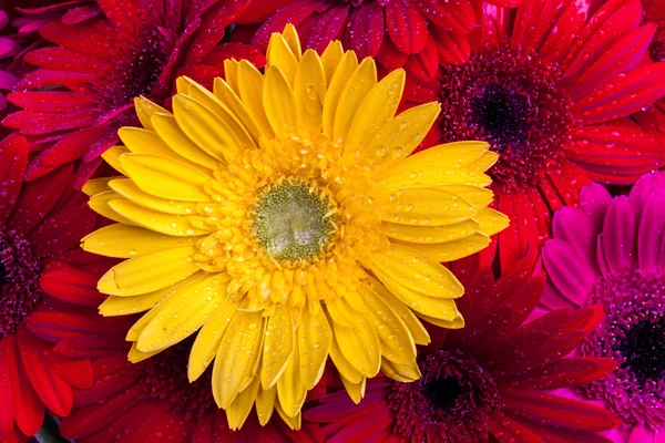 Gerbera çiçekleri su damlaları ile yakın çekim — Stok fotoğraf