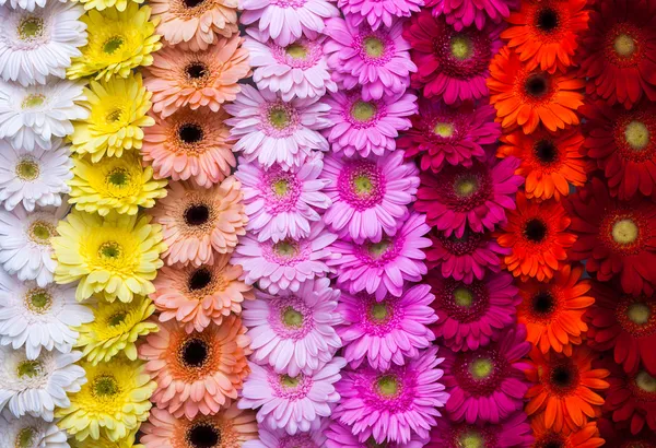 Gerbera çiçek gökkuşağı arka plan — Stok fotoğraf