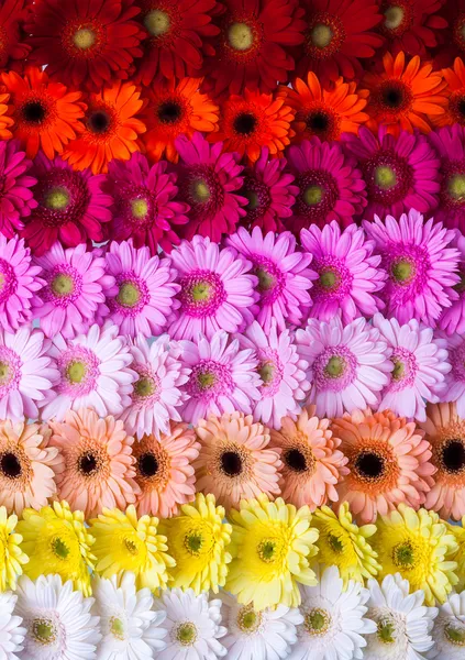 gerbera çiçek gökkuşağı arka plan