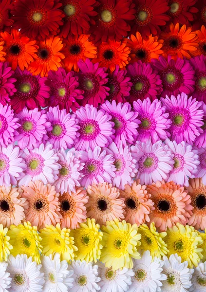 Gerbera bloem regenboog achtergrond Stockfoto