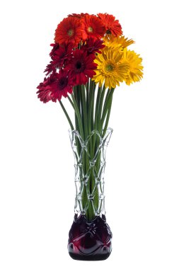 Kırmızı gerbera çiçekleri beyaz zemin üzerine tasarlamak vazo