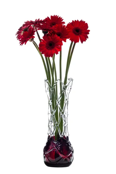 Kırmızı gerbera çiçekleri beyaz zemin üzerine tasarlamak vazo