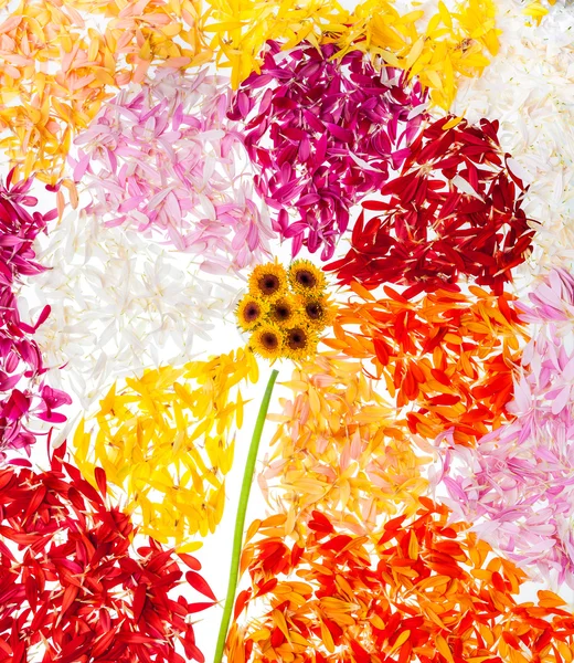 Абстрактный цветок с лепестками — стоковое фото
