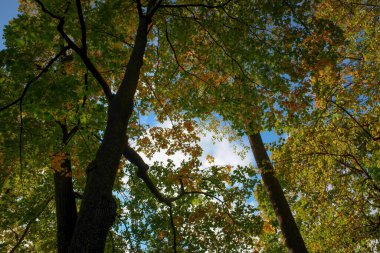 Sonbahar parkındaki ağaçların taçları mavi gökyüzüne karşı.