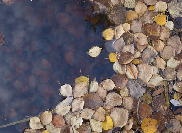 Padající Listí Vodu Koncepcí Nadcházejícího Podzimu Obnova Přírody Kopírovat Prostor — Stock fotografie
