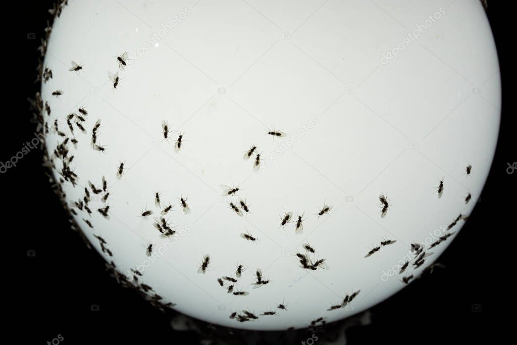 midges and flies clung to a bright glowing white lamp against a black background. copy space.