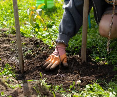 Bir kadın halka açık bir yerin bahçesine küçük bir ağaç dalı dikiyor. Çevre koruma kavramı. Boşluğu kopyala.