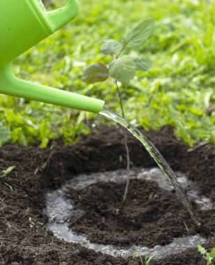 Yeni dikilmiş bir ağaç dalının sulama kutusundan sulanıyor. Çevresel restorasyon kavramı. Boşluğu kopyala.