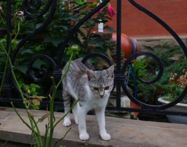 Gri çizgili genç bir kedi doğal bir ortamda yürüyor. Kopyalamak için boşluk.