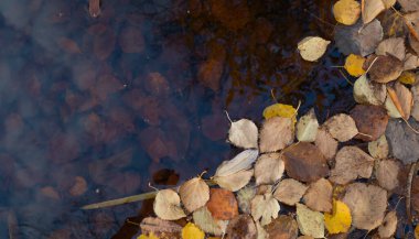 Suya düşen yapraklar. Önümüzdeki sonbahar konsepti doğanın yenilenmesidir. Boşluğu kopyala.