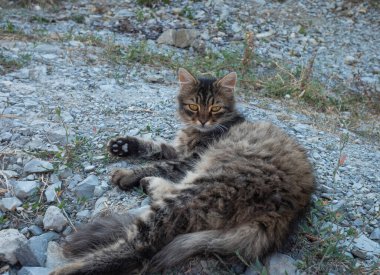 Gri çizgili bir kedi doğal bir ortamda kayaların üzerinde uzanıyor ve dinleniyor. Boşluğu kopyala.
