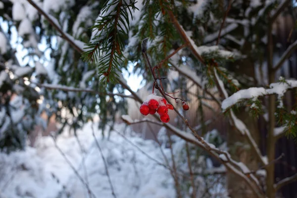 Czerwony Popiół Górski Pokryty Pierwszym Śniegiem Lesie Pierwsza Zmiana Pory — Zdjęcie stockowe