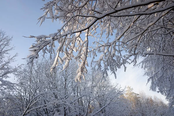 Ramos Árvores Cobertas Neve Contra Céu Azul Primeira Neve Espaço — Fotografia de Stock