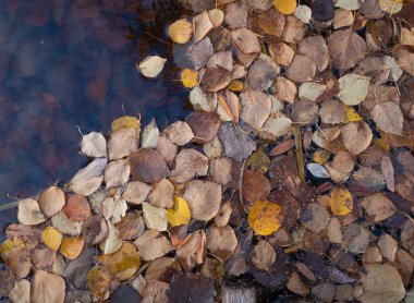 Suya düşen yapraklar. Önümüzdeki sonbahar konsepti doğanın yenilenmesidir. Boşluğu kopyala.