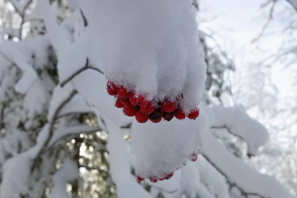 Cinza Montanha Vermelha Nos Ramos Árvores Cobertas Com Primeira Neve — Fotografia de Stock