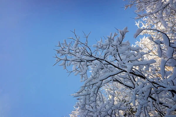 Snow Covered Tree Branches Blue Sky First Snow Copy Space — Stock Photo, Image