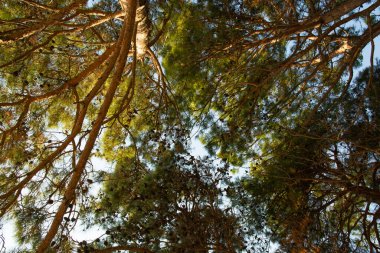 Pitsunda çamı dalları mavi gökyüzüne karşı