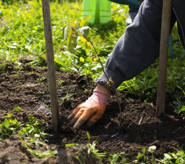 Bir kadın halka açık bir yerin bahçesine küçük bir ağaç dalı dikiyor. Çevre koruma kavramı. Boşluğu kopyala.