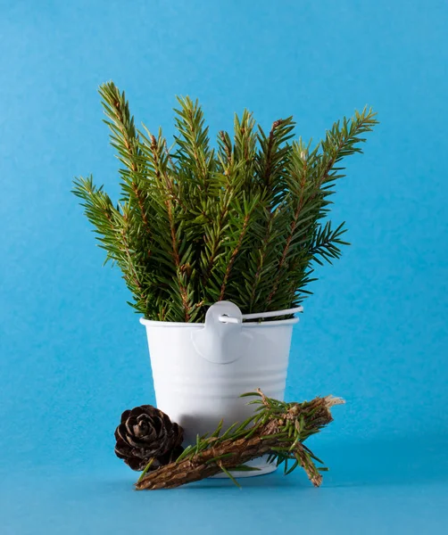 Bouquet Branches Christmas Tree Needles White Mini Bucket Blue Background — Stock Photo, Image