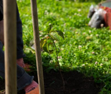 Halka açık bir yerin bahçesine küçük bir ağaç dikmek. Çevre koruma kavramı
