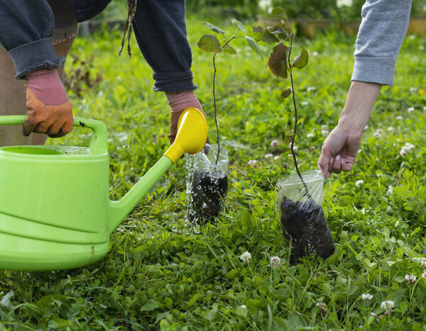 watering from a watering can of a newly planted tree branch. the concept of environmental restoration