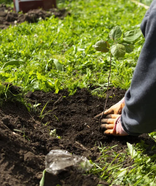 Woman Planting Small Apple Tree Garden Public Place Concept Environmental — Photo