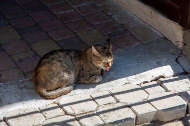 Gri bir kedi sıcak güneşin gölgesinde güneşleniyor. Turizm ve seyahat.