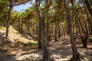 Dağ yamacındaki çam ormanı manzarası. Turizm ve seyahat